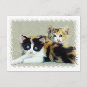 Funny Faced Kittens Postkarte