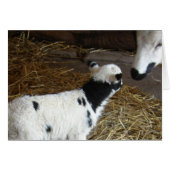 Funny Face's Lamb (Vorderseite (Horizontal))