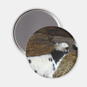 Funny Face's Lamb Magnet (Vorderseite/Rückseite)