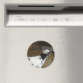 Funny Face's Lamb Magnet (In Situ (Geschirrspüler))