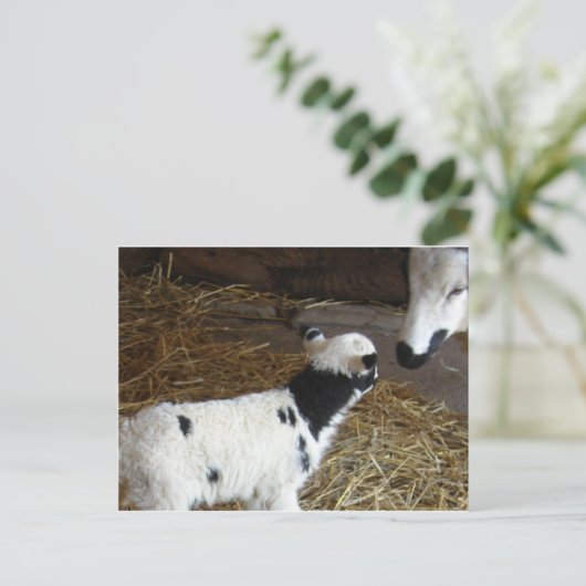 Funny Face's Lamb Postkarte (Stehend Vorderseite)