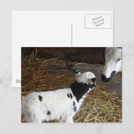 Funny Face's Lamb Postkarte (Vorne/Hinten)