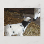 Funny Face's Lamb Postkarte (Vorderseite)