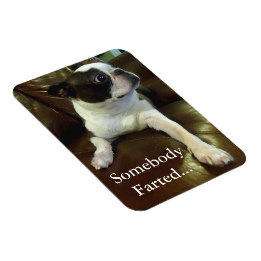 Funny Farting Boston Terrier Magnet (Rechte Seite)