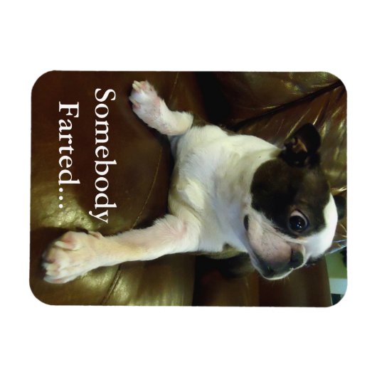 Funny Farting Boston Terrier Magnet (Horizontal)