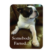 Funny Farting Boston Terrier Magnet (Vertikal)