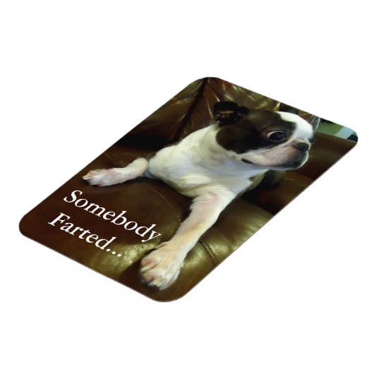 Funny Farting Boston Terrier Magnet (Linke Seite)