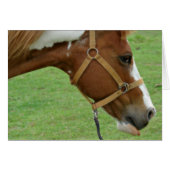 Funny Flashy Horse (Vorderseite (Horizontal))