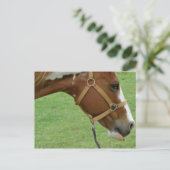Funny Flashy Horse Postkarte (Stehend Vorderseite)