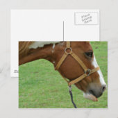 Funny Flashy Horse Postkarte (Vorne/Hinten)