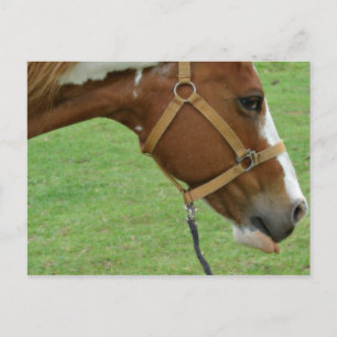 Funny Flashy Horse Postkarte