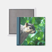 Funny Flüchtige Blick-a boo Eichhörnchen Fotografi Magnet (Vorderseite/Rückseite)