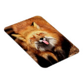 Funny Fox Sticken Es ist Zunge-Out Magnet (Rechte Seite)