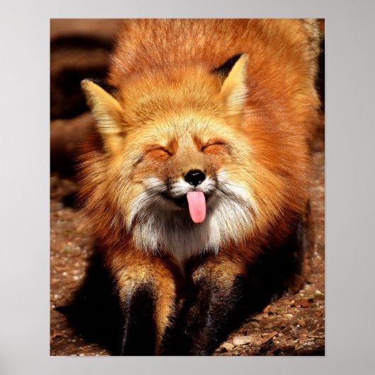 Funny Fox Sticken Es ist Zunge-Out Poster (Vorne)