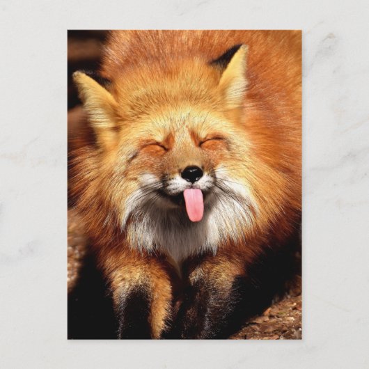 Funny Fox Sticken Es ist Zunge-Out Postkarte (Vorderseite)
