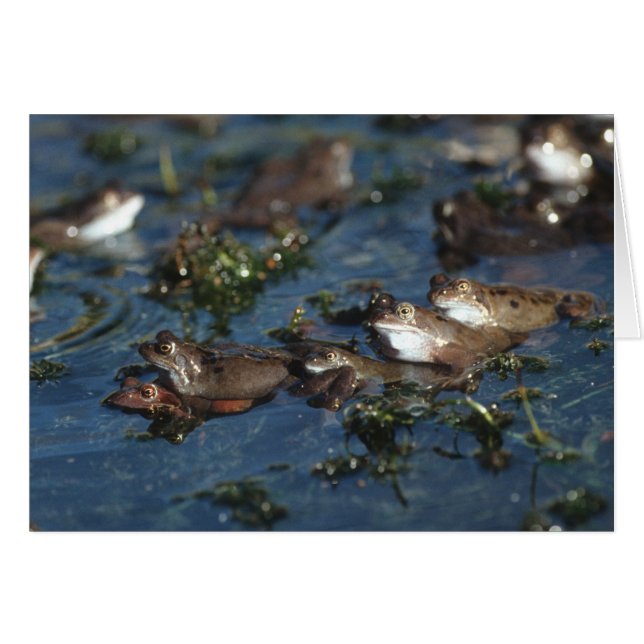 Funny Frogs (Vorderseite (Horizontal))