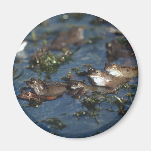 Funny Frogs Magnet (Vorne)
