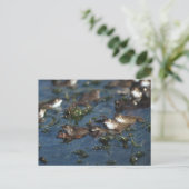Funny Frogs Postkarte (Stehend Vorderseite)