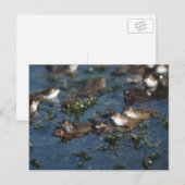 Funny Frogs Postkarte (Vorne/Hinten)