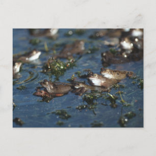 Funny Frogs Postkarte