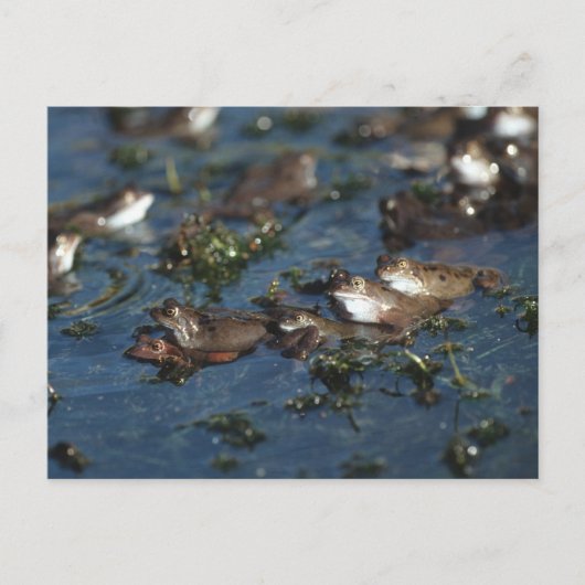 Funny Frogs Postkarte (Vorderseite)