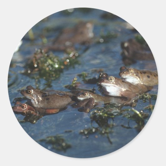 Funny Frogs Runder Aufkleber (Vorderseite)