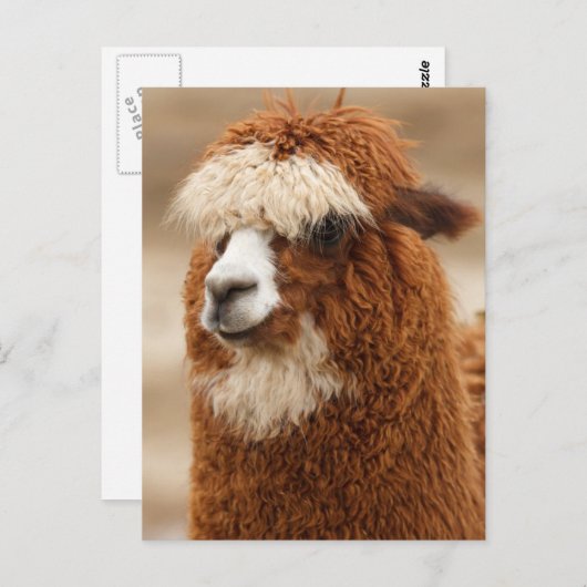 Funny Fuzzy Llama Postkarte (Vorne/Hinten)