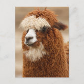 Funny Fuzzy Llama Postkarte (Vorderseite)
