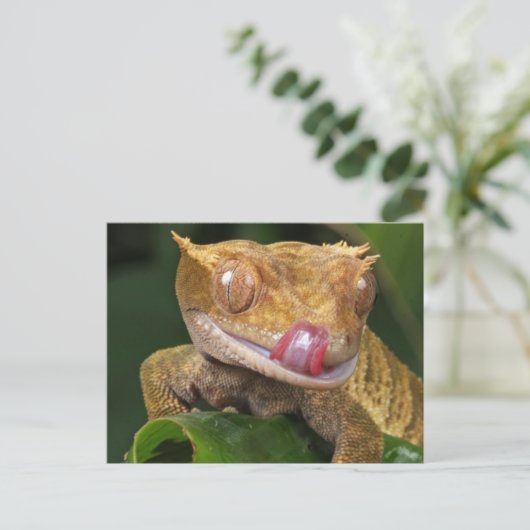 Funny GECKO Lippenlecken POSTCARD Postkarte (Stehend Vorderseite)