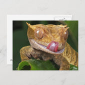 Funny GECKO Lippenlecken POSTCARD Postkarte (Vorne/Hinten)