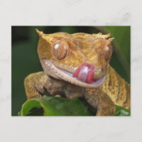 Funny GECKO Lippenlecken POSTCARD
