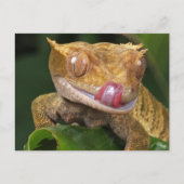 Funny GECKO Lippenlecken POSTCARD Postkarte (Vorderseite)