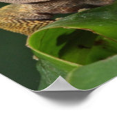 Funny GEKO Licken Licken mit der Zunge Poster (Ecke)