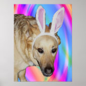 Funny German Shepherd Dog & Ostersonnige Ohren Poster (Vorne)