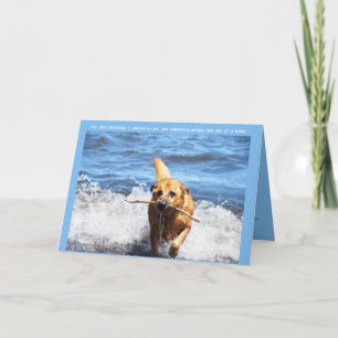 Funny German Shepherd Mix Birthday Card Feiertagskarte