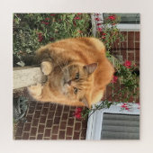 Funny Ginger Cat auf Zaun Puzzle (Horizontal)