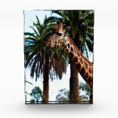 Funny Giraffe, der eine Himbeere gibt, Fotoblock (Vorderseite)