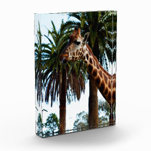 Funny Giraffe, der eine Himbeere gibt, Fotoblock