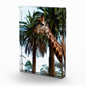 Funny Giraffe, der eine Himbeere gibt, Fotoblock (Rechts)