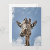 Funny Giraffe Gesicht Nah up Fotografie Postkarte (Vorne/Hinten)