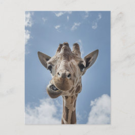 Funny Giraffe Gesicht Nah up Fotografie Postkarte