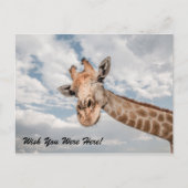 Funny Giraffe Postcard Postkarte (Vorderseite)