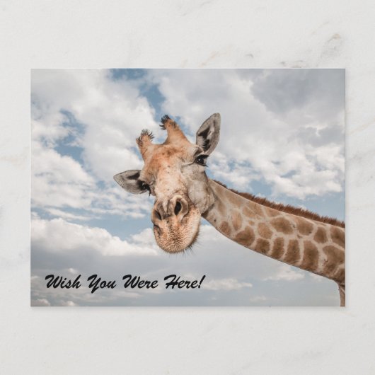Funny Giraffe Postcard Postkarte (Vorderseite)