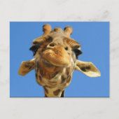 Funny Giraffe Postcard Postkarte (Vorderseite)