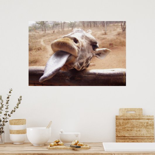 FUNNY GIRAFFE POSTERS - AUS AFRIKA - DRUCKEN POSTER (Küche)