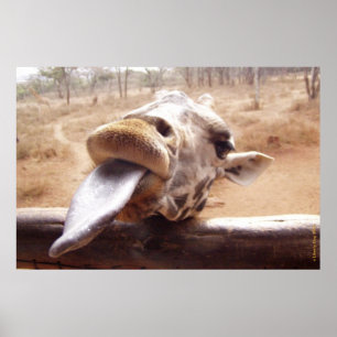 FUNNY GIRAFFE POSTERS - AUS AFRIKA - DRUCKEN POSTER