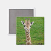 Funny Giraffe Sticken aus der Zunge! Magnet (Vorderseite/Rückseite)