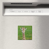 Funny Giraffe Sticken aus der Zunge! Magnet (In Situ (Geschirrspüler))