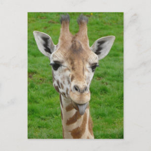 Funny Giraffe Sticken aus der Zunge! Postkarte