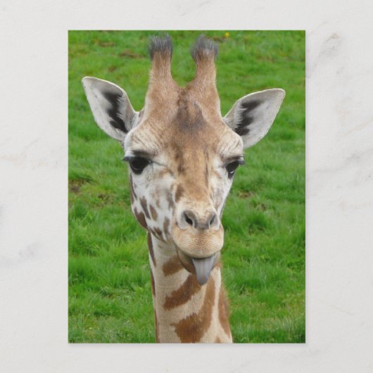 Funny Giraffe Sticken aus der Zunge! Postkarte (Vorderseite)